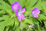 Geranium sylvaticum